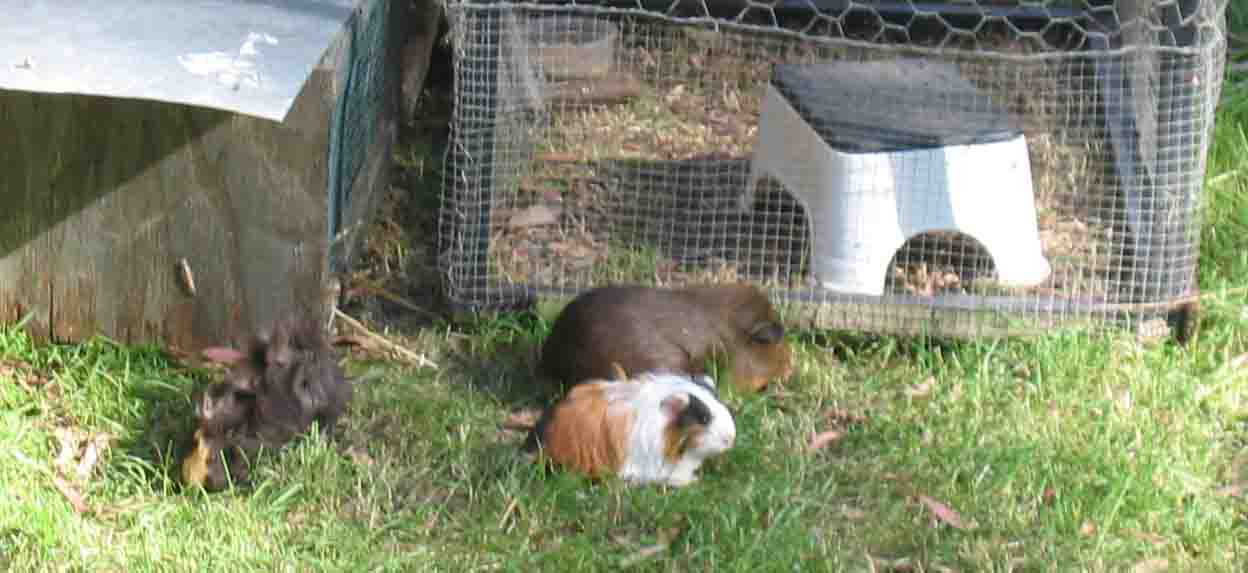 Wild Guinea pigs, with a lawn to eat.