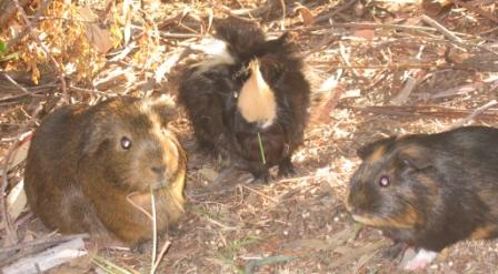 wild lawn mowers,
                    living in their natural habitat.