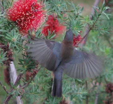 the bird flapping